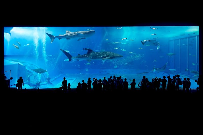 Shark Cage Diving
